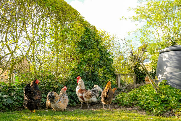 Small free range flock of hens together with a single Cock Bird seen digging around a compost area in a private garden. The small flock are kept for there free range eggs and are allowed to run free in a large garden. bantam stock pictures, royalty-free photos & images