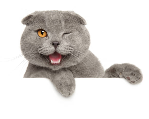 Winking grey cat above banner Winking grey cat above banner, isolated on white background grey cat white paws stock pictures, royalty-free photos & images