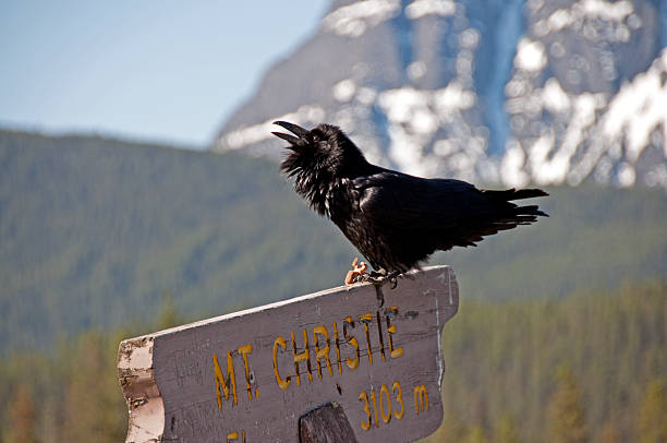 Raven Calling A wild raven calling on a sign that is pointing to a mountain in the Rocky Mountains. raven corvus corax bird squawking stock pictures, royalty-free photos & images