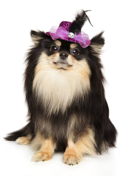 istock Pomeranian in a fashionable hat 1216120131