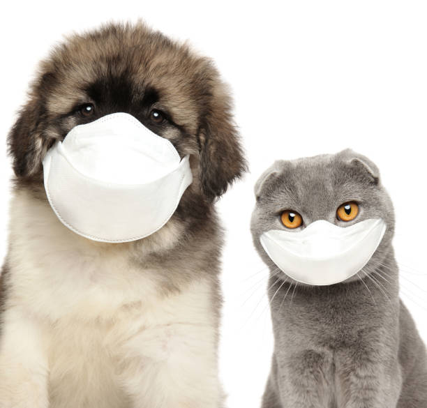 Dog and cat in protective masks