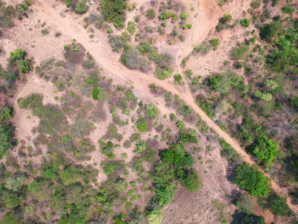 istock UAV Aerial top view forest tree drougth dry rain 1216122357