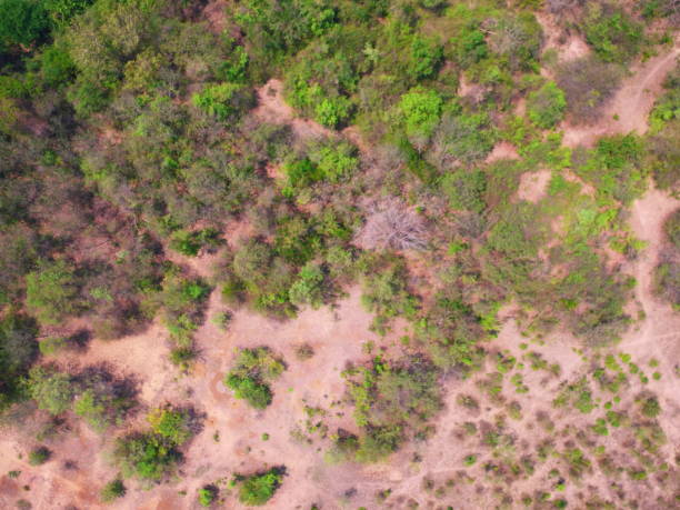 istock UAV Aerial top view forest tree drougth dry rain 1216122791
