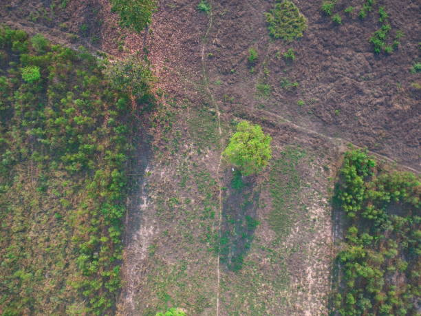 istock UAV Aerial top view forest tree drougth dry rain 1216122988