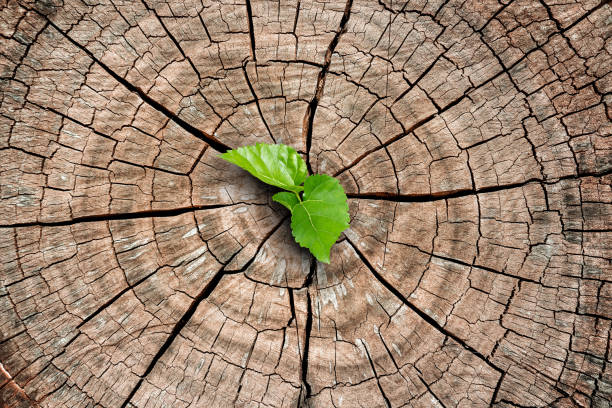 A new life start with the sprout of green leaves on a dead trees stump. Recovery of the Nature. stock photo