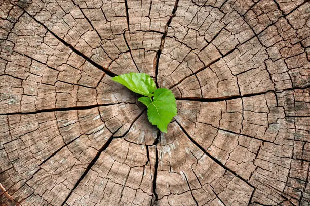 Photo of A new life start with the sprout of green leaves on a dead trees stump. Recovery of the Nature.