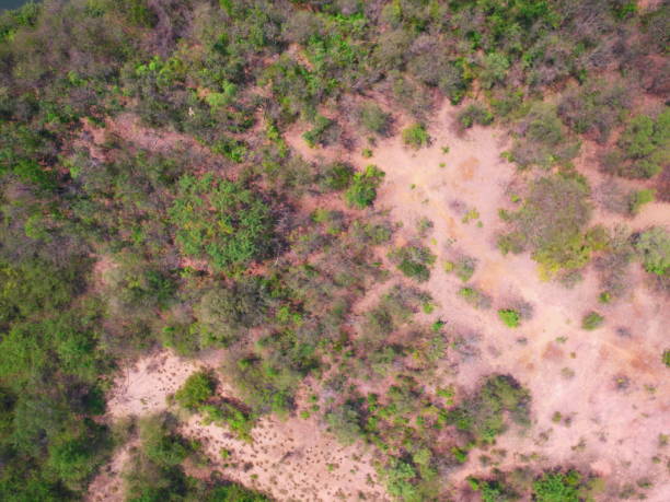 istock UAV Aerial top view forest tree drougth dry rain 1216123236