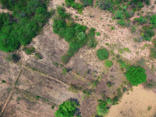 istock UAV Aerial top view forest tree drougth dry rain 1216123245