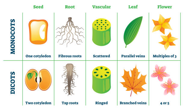 Monocots and dicots vector illustration. Labeled comparison division scheme Monocots and dicots vector illustration. Labeled plant comparison division scheme. Educational graphic with seed, root, vascular, leaf and flower differences from botany aspect. School biology handout magnoliopsida stock illustrations