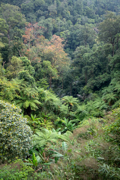 istock Rainforest, with many tree ferns building a dense undergrowth for other big, native trees at Thua Thien Hue province, Vietnam 1216126889