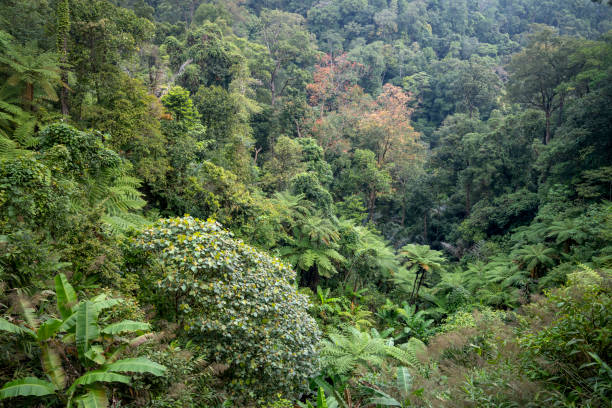 istock Rainforest, with many tree ferns building a dense undergrowth for other big, native trees at Thua Thien Hue province, Vietnam 1216127644
