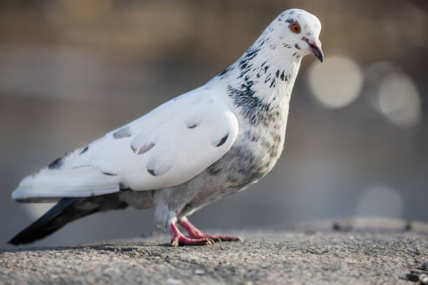 istock standing pied dove on light background 1216131880