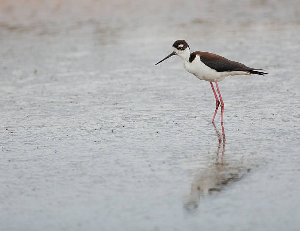 istock Black Throated Stilt Hunting For Food 121613210