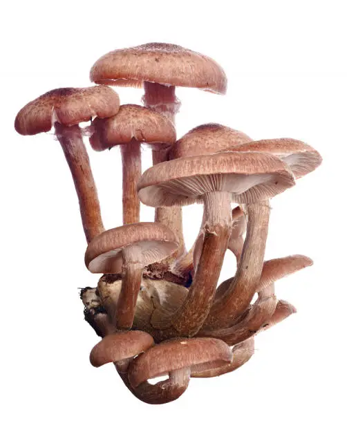 twenty brown honey fungus isolated on white background