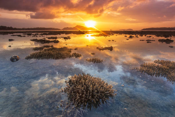 istock Coral reefs on the beach at sunrise 1216133624