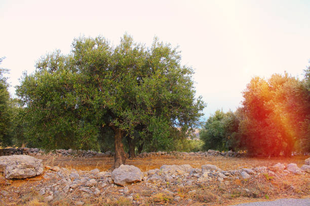 istock Olive tree garden with green young olives with orange sunlight 1216134036