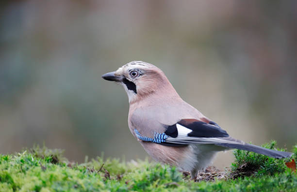 Eurasian Jay (Garrulus glandarius) L 32-35 cm, WS 54-58 cm.
Breeds in various types of woodland, both coniferous and deciduous, and in larger wooded parks.
Prefers areas with acorns (secondarily beech nuts, hornbeam seeds), which are cached in autumn as winter food; shipments high up with crop full of acorns can extend over several kilometers.
Mostly resident, but N populations migrate S and SW in some autumns.
Vigilant and shy, difficult to approach.
Omnivore; summer diet includes a good many eggs and young of small birds.
Nests usually in tree.

This is a common Species in the Dutch Forests and Parks. eurasian jay photos stock pictures, royalty-free photos & images