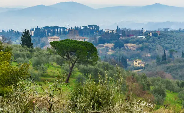 Photo of Vibrant green lonely tree in the gardens. Outskirts of Florence