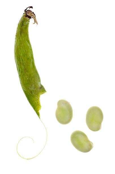 istock Faba Vica Fava Beans 121614055