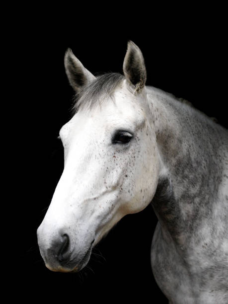 istock Horse Head Shot 1216142311