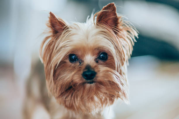istock Portrait of Yorkshire Terrier dog 1216142340