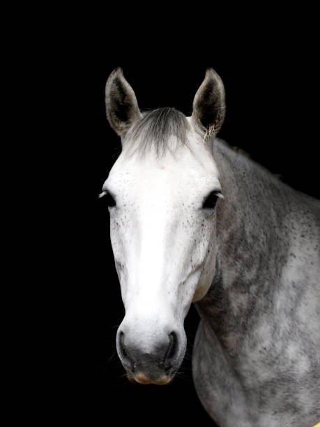 istock Horse Head Shot 1216142362