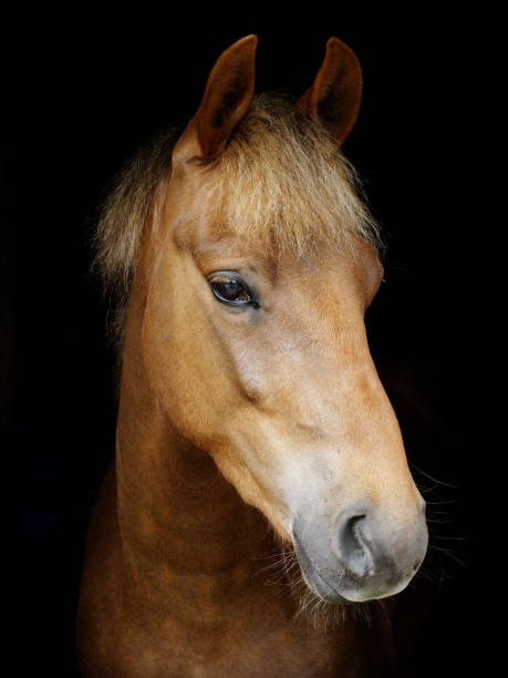 istock Horse Head Shot 1216142415