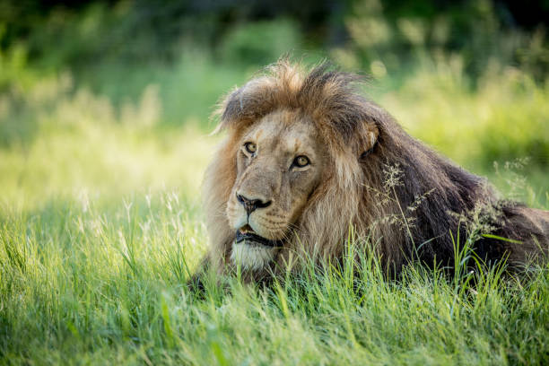 istock African Male Lion 1216144094
