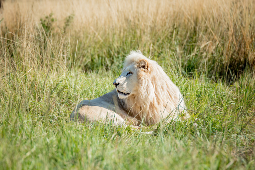 African Adult Male Lion called Mufasa looks peacefully at a tourist during a game drive in Africa. Albino Lion.