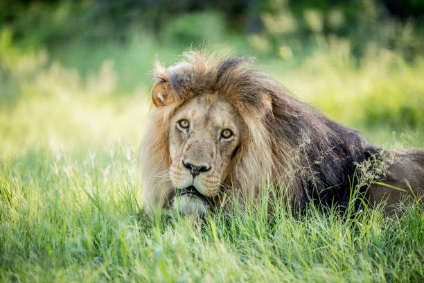 istock African Male Lion 1216144306
