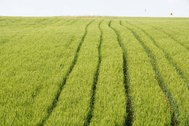Green wheat field in early summer