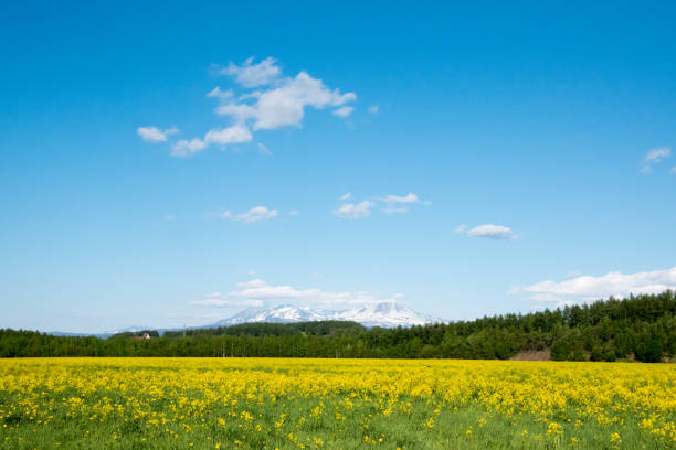 istock Spring field and mountains with remaining snow 1216145783