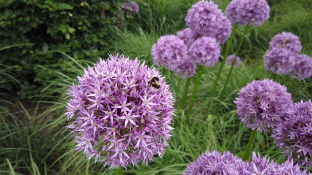 Bees pollinating large purple Allium flowers