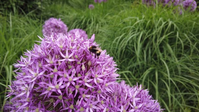 Bees pollinating large purple Allium flowers