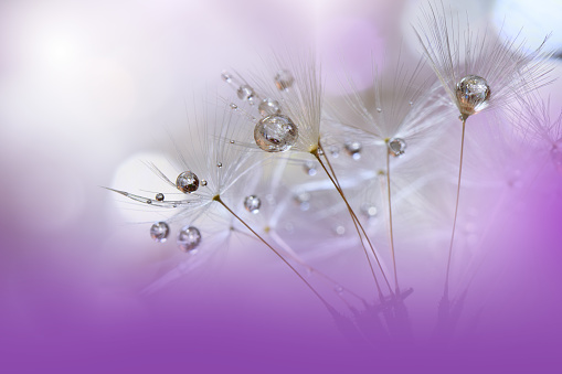 Nature,Dandelion,Drops,Water,Flower