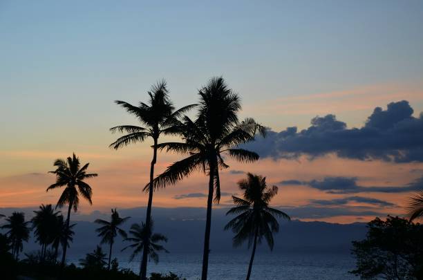 istock Giant palm trees on a tropical beach at sunset 1216148971
