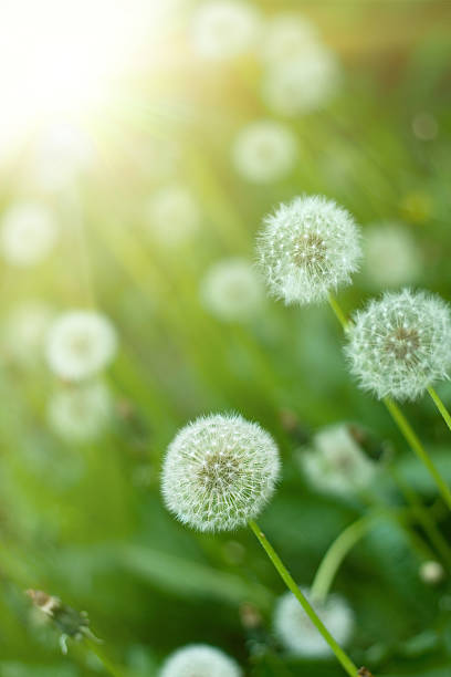 istock Dandelions in a grass field with a blurred sun background  121615226