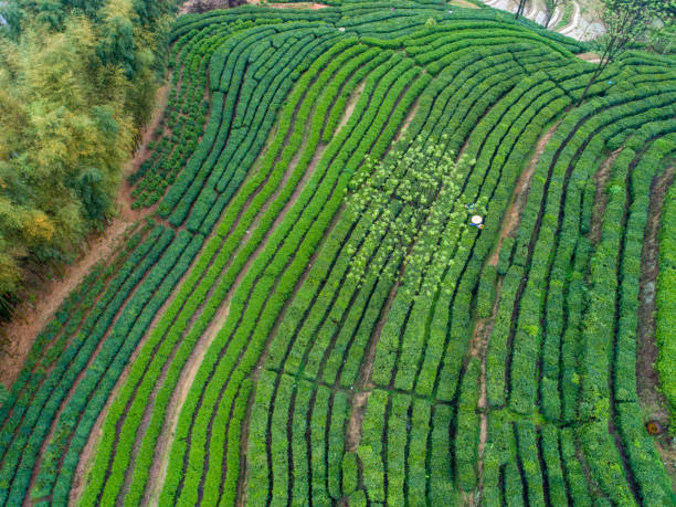 istock Green tea field in morning 1216153777
