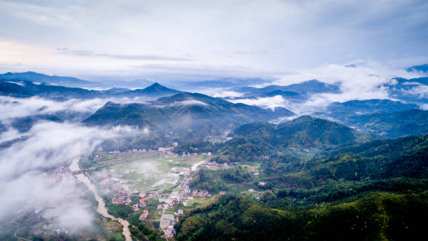 istock Green tea field in morning 1216153781