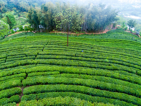 Green tea field in morning