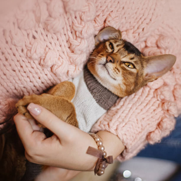 istock abyssinian cat in a sweater lying in owner arms 1216156426