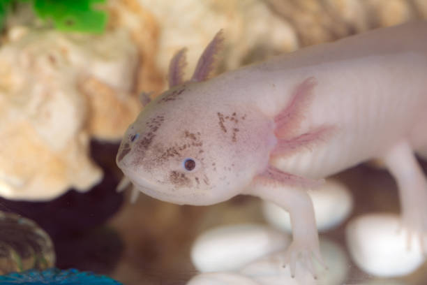 istock axolotl in water closeup 1216158115