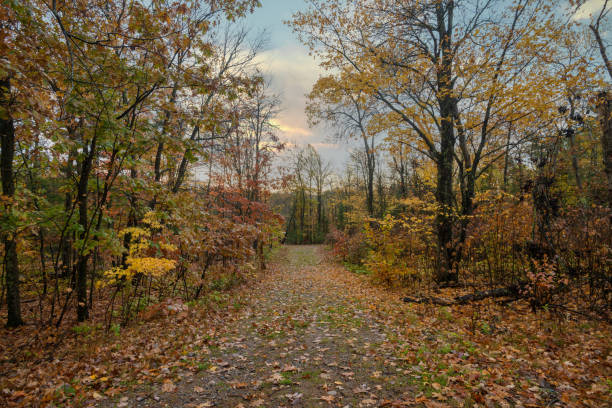 Autumn trees lining street in rural Minnesota.