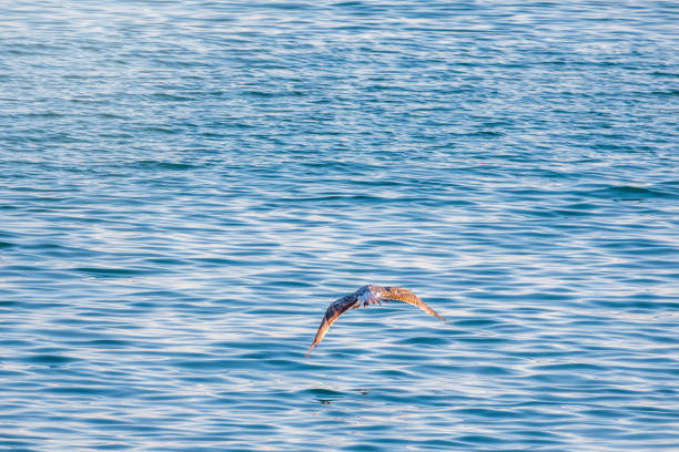 istock Seagull flying low over the water and hunt for fish. 1216160911