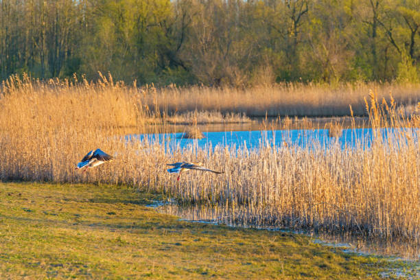 Reed along the edge of a lake below a blue sky in sunlight at sunrise in spring stock photo