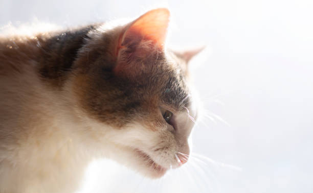 istock Portrait of cat on a light background 1216162411