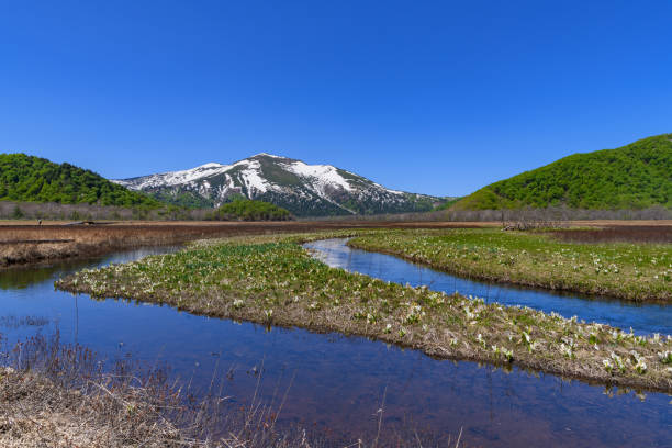 istock Mt. Shibutsu and Asian skunk cabbage in Ozegahara 1216162638