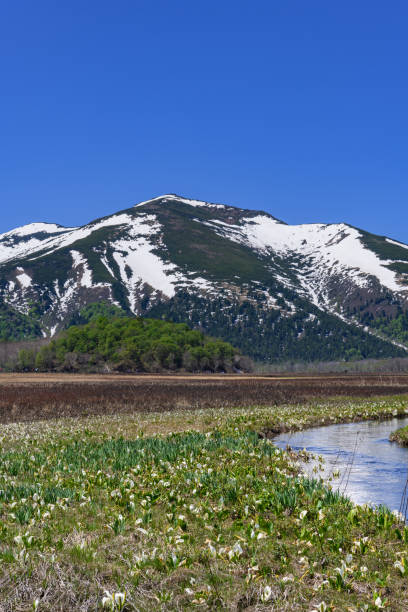 istock Mt. Shibutsu and Asian skunk cabbage in Ozegahara 1216162823
