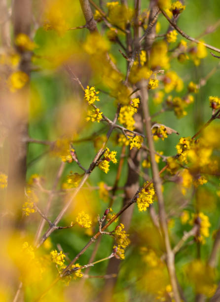 istock Blooming yellow flowers Bush Cornus mas in Greece 1216162912