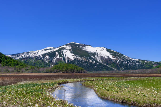 Mt. Shibutsu and Asian skunk cabbage in Ozegahara Mt. Shibutsu and Asian skunk cabbage in Ozegahara.Ozegahara Marshland is largest highland marsh in Japan. gunma prefecture stock pictures, royalty-free photos & images